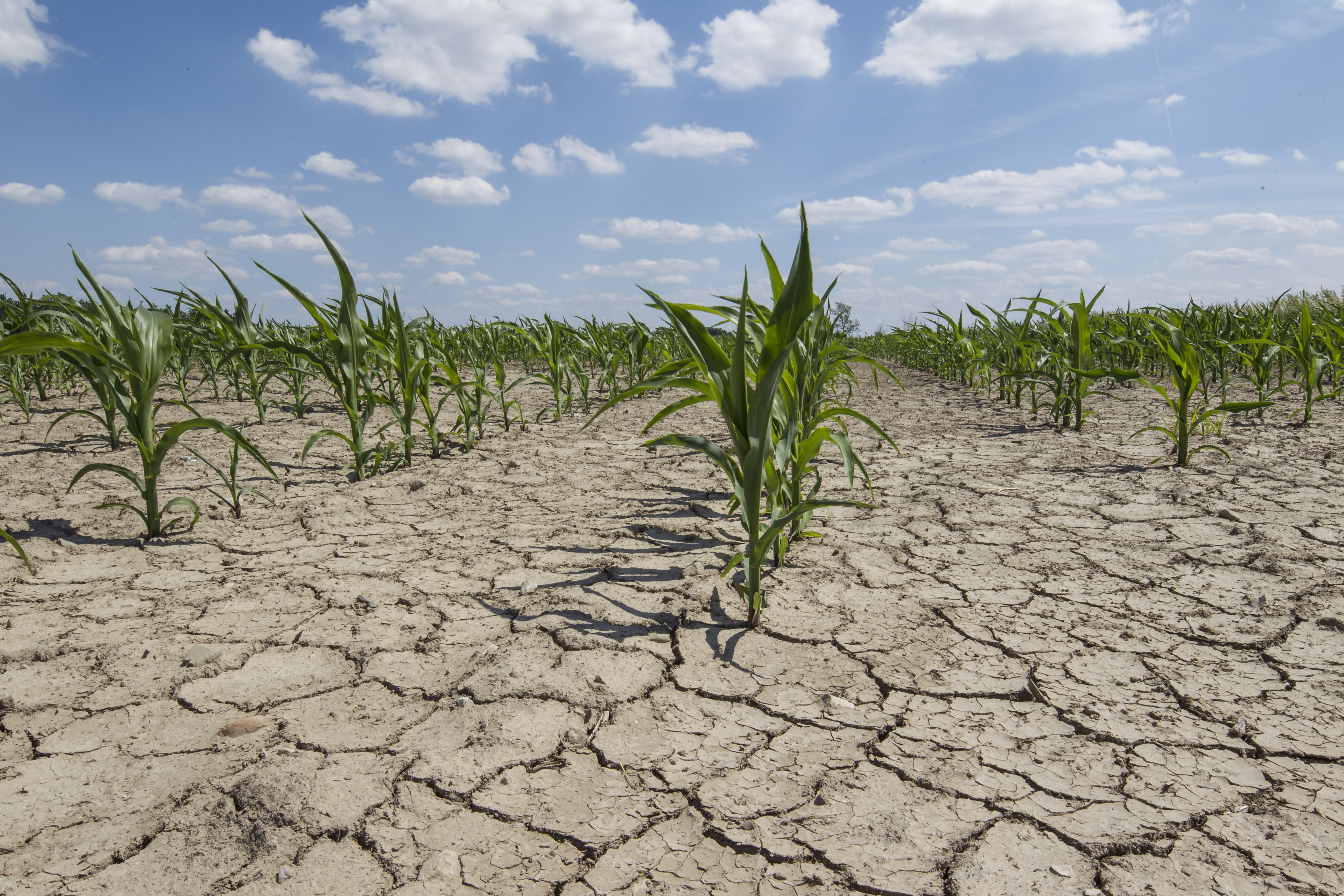 Drought in corn.jpg